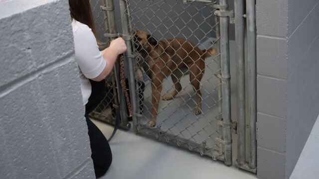 HSoP Dog Kennels.jpeg